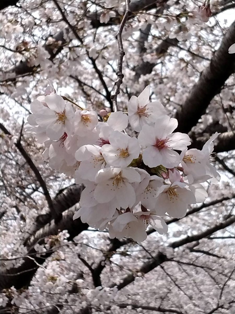 佐保川に咲き誇る桜のクローズアップ