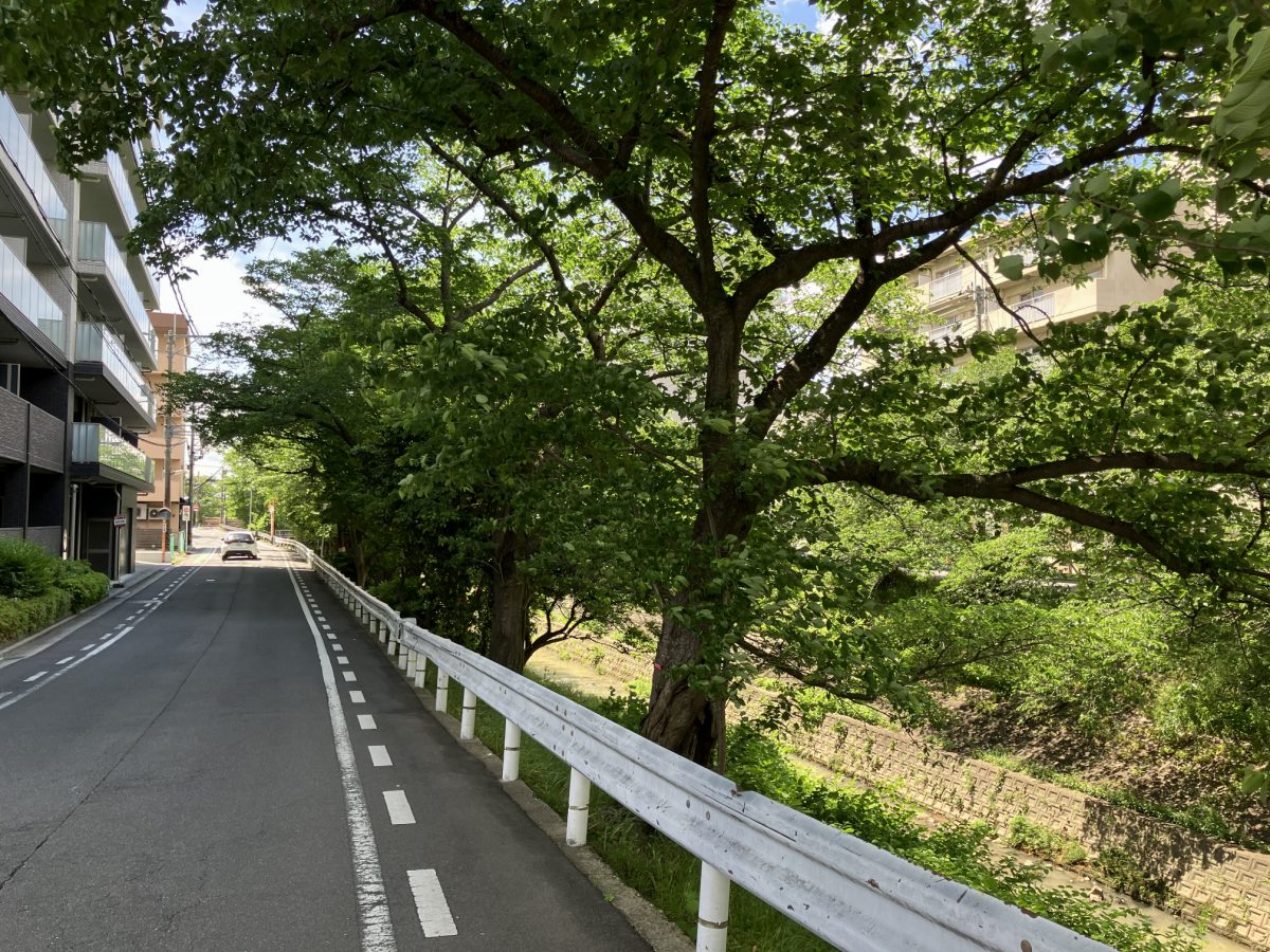5月初旬の佐保川沿いの道路。新緑が美しい