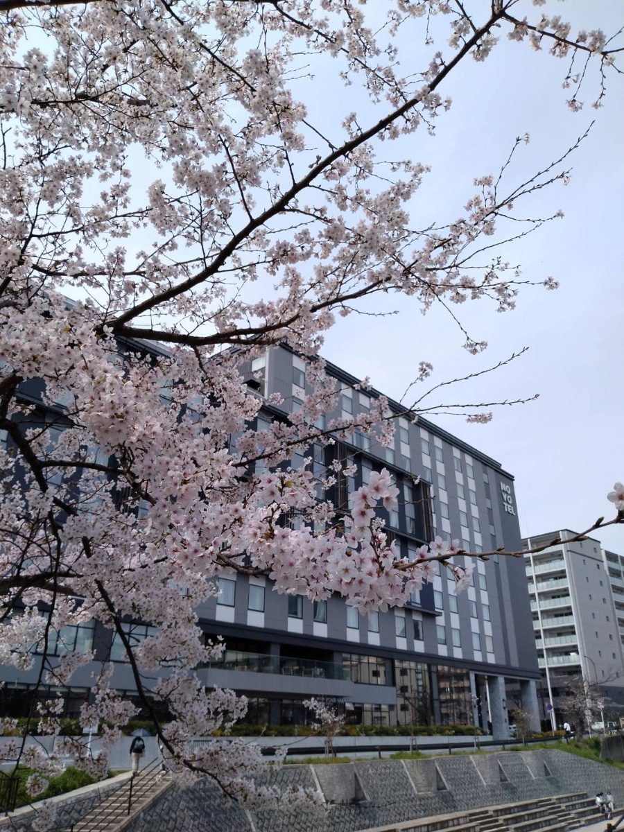 佐保川の桜越しに見えるNovotel NARAホテル。桜と高級ホテルの組み合わせ