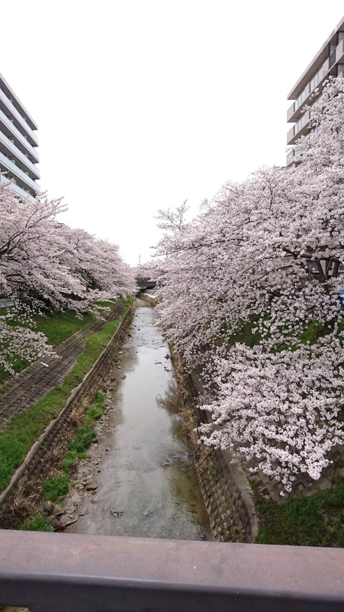 鉄橋の上から眺める佐保川の桜。川の両岸にピンクの花が連なる