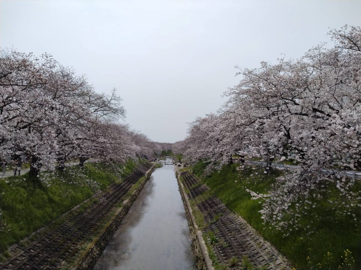 橋の上から見た佐保川。両岸の土手に満開の桜が続き、川の中ほどに川を渡れるブロックが見える