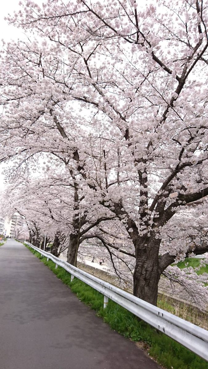 佐保川沿いの桜並木。川の両岸に桜の木が続く