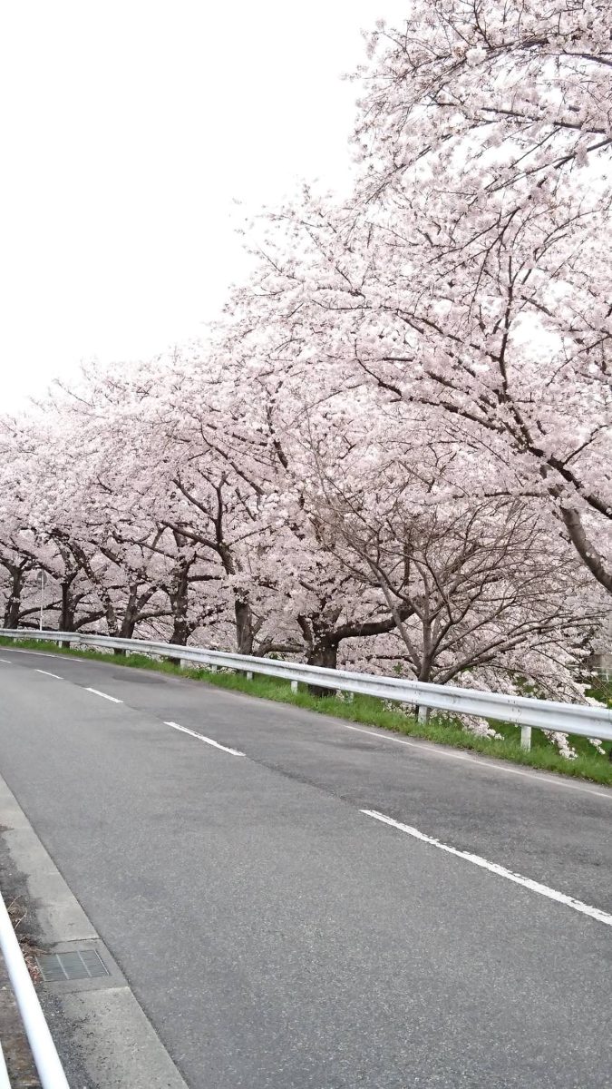 佐保川沿いの桜トンネル。道路の上に桜の枝が覆い被さる