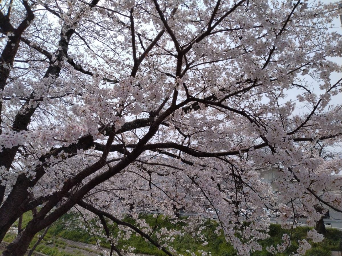 見上げると広がる佐保川の桜。枝が空を覆い尽くす