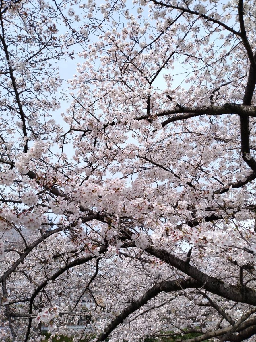 青空を背景に広がる佐保川の桜の枝