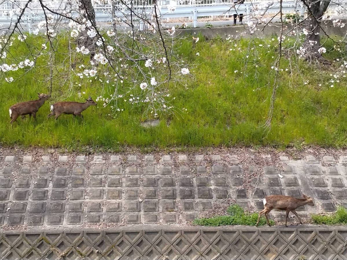 桜が咲く佐保川の土手を歩く鹿の家族。春の奈良の風景