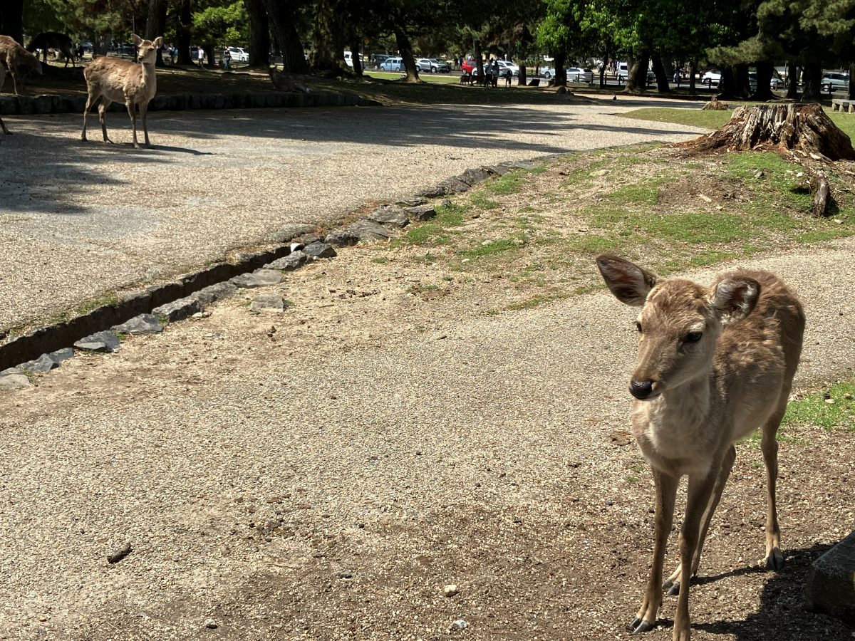 近鉄奈良駅から東大寺方面へまっすぐ進む道
